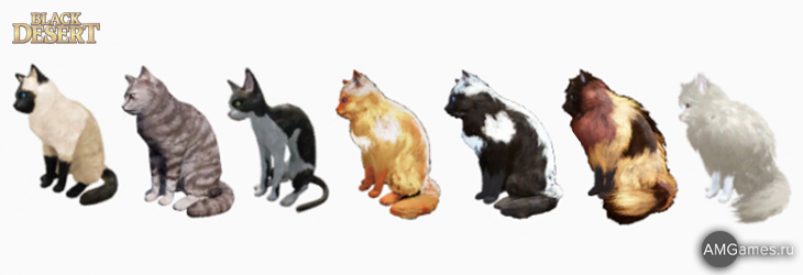 Примеры окраса кошек